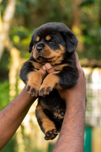 Rottweiler Puppy | Dog Puppies for sale