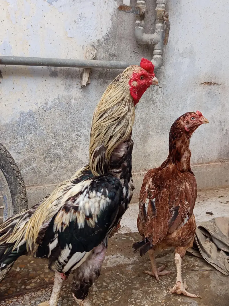 Aseel for sale — photo 2