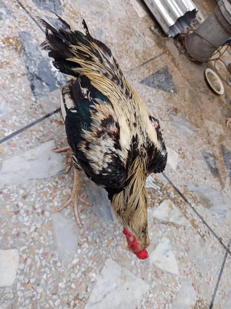 Aseel for sale — photo 5