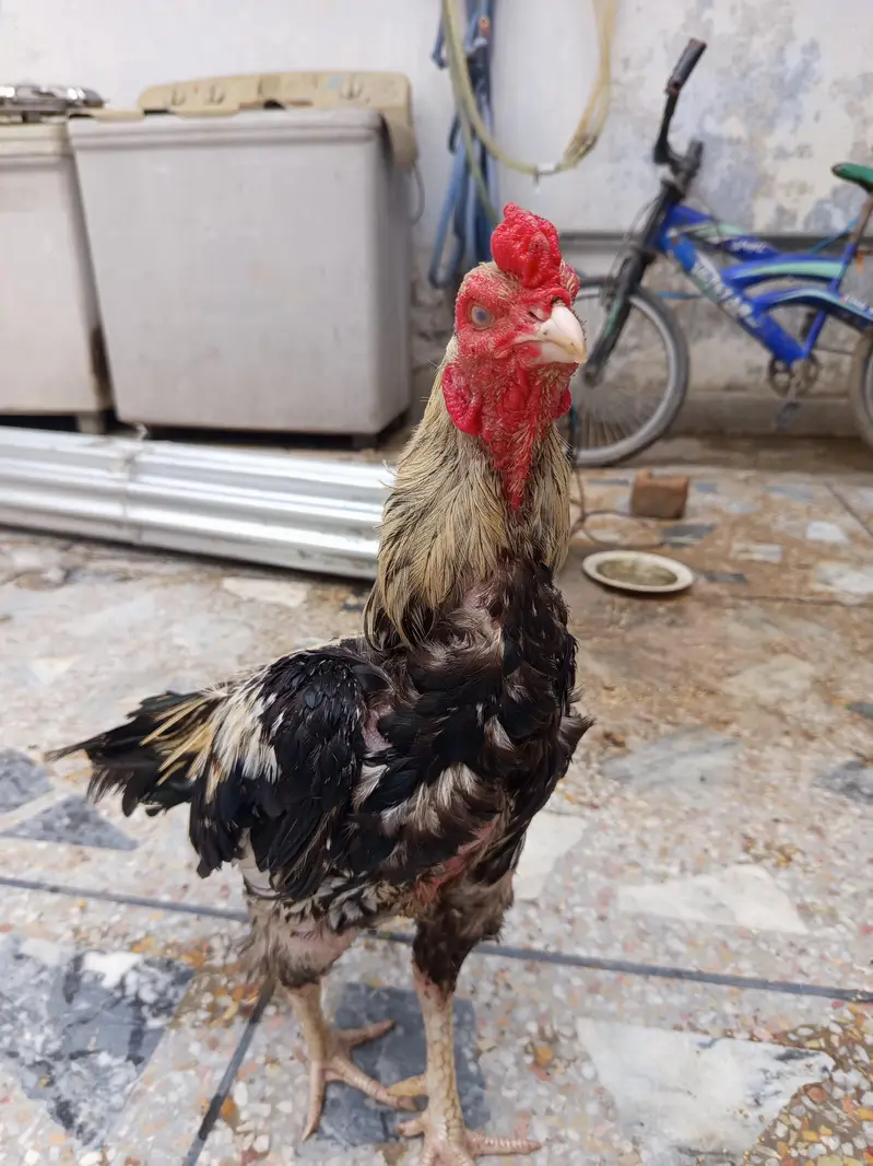 Aseel for sale — photo 6