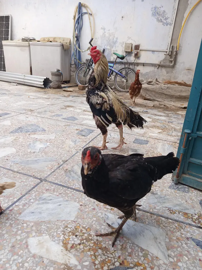 Aseel for sale — photo 8