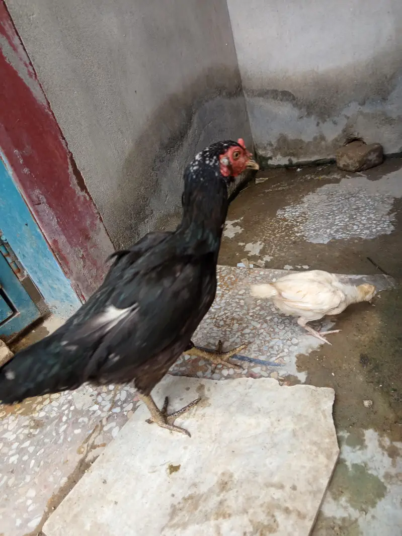 Aseel for sale — photo 9
