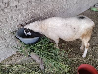 sheep