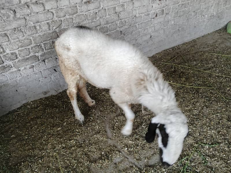 sheep 1