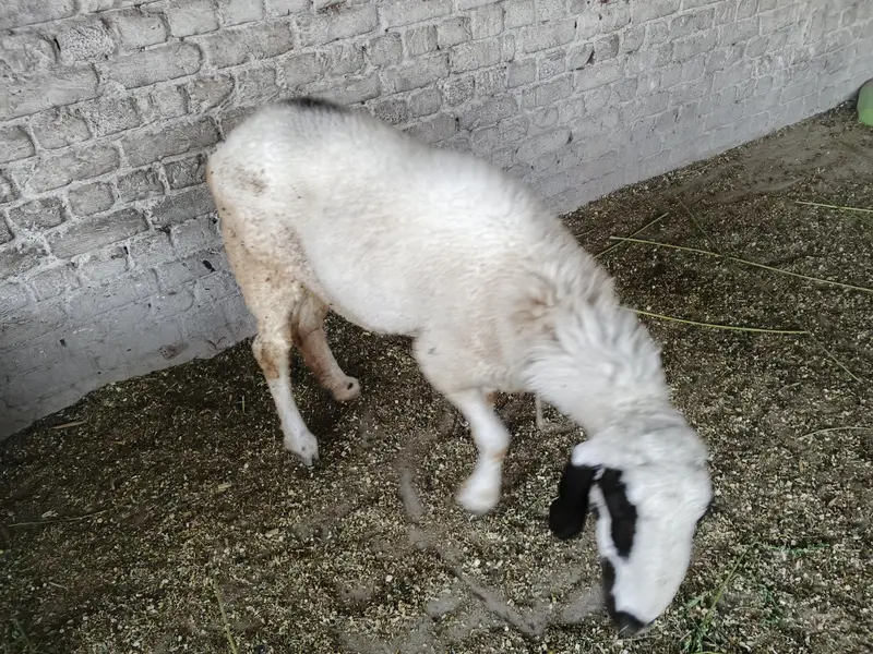 sheep — photo 2