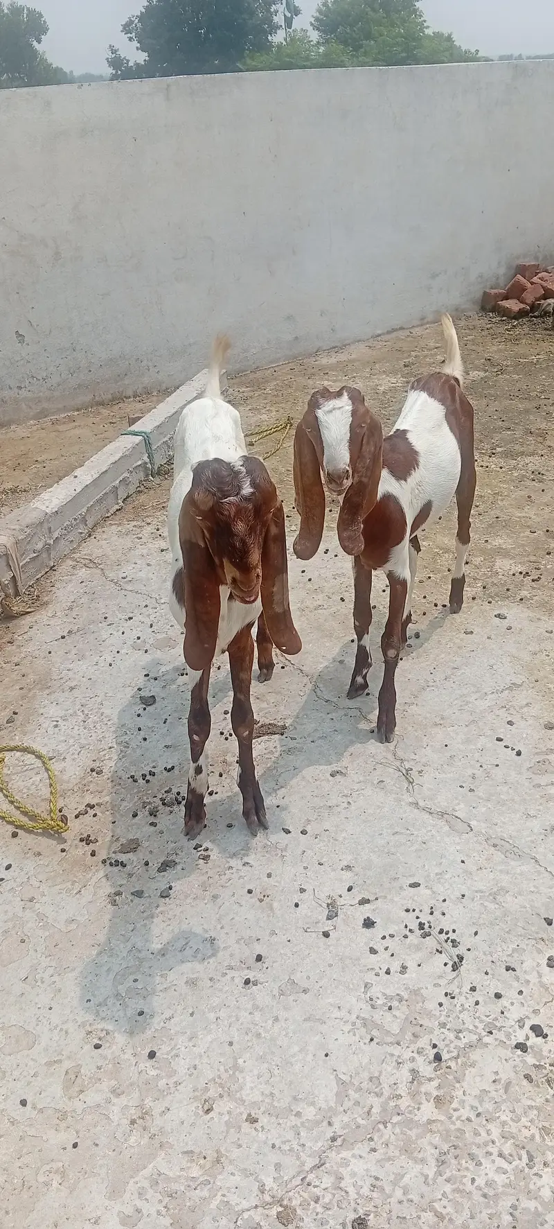 Male and female — photo 2