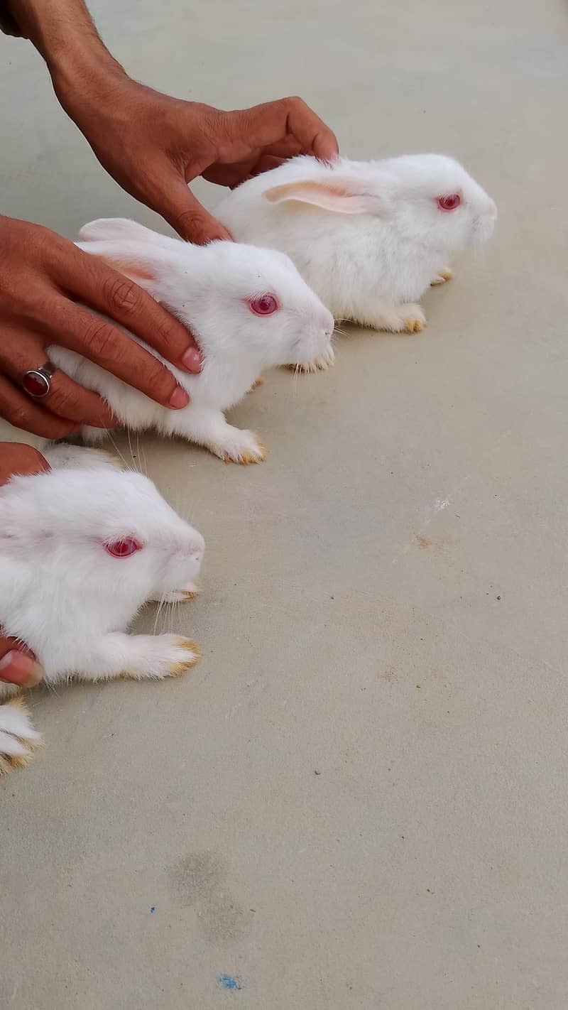 rabbit for seel 0