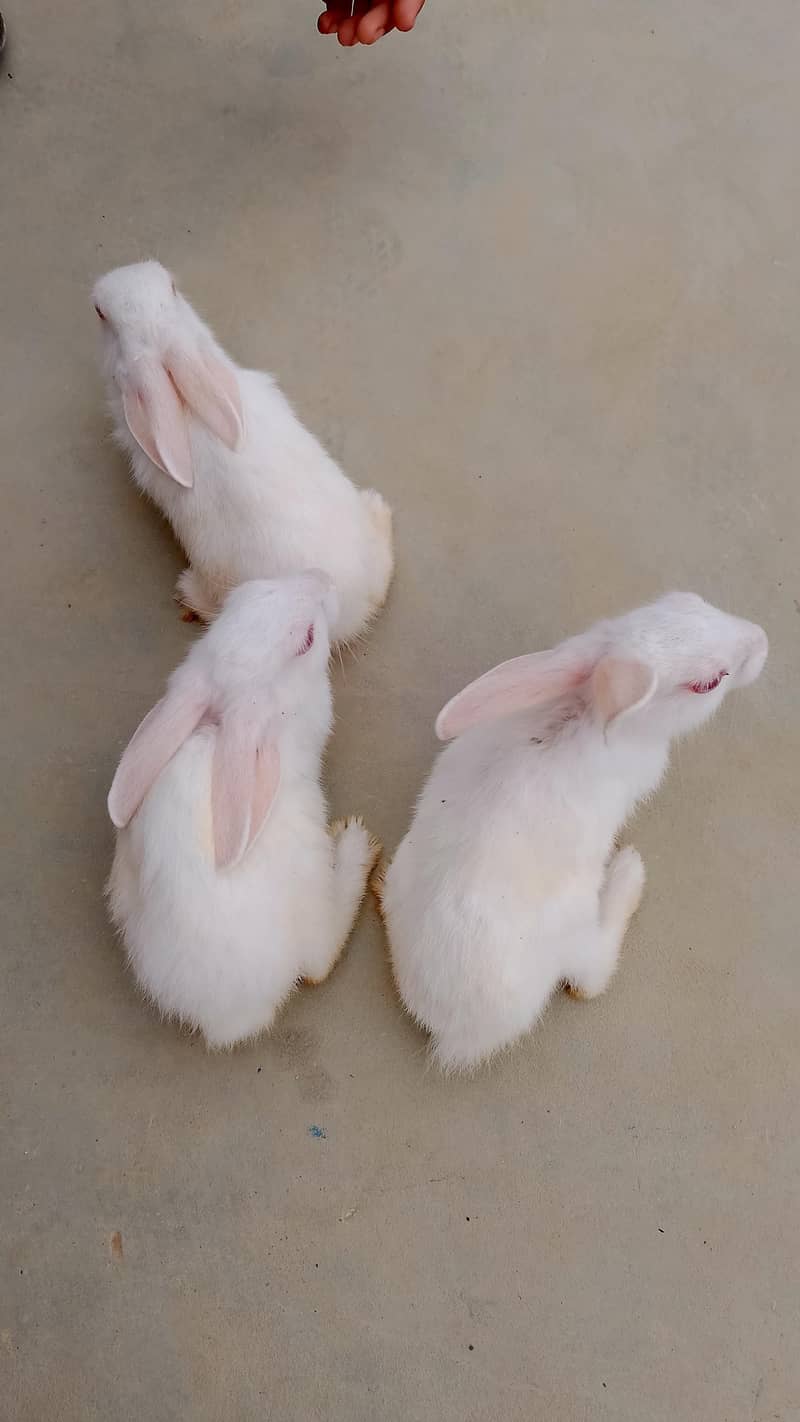 rabbit for seel 1