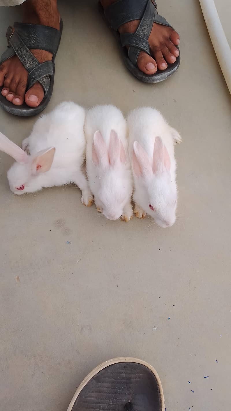 rabbit for seel 3
