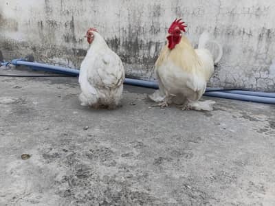 Bantam Cochin (White]