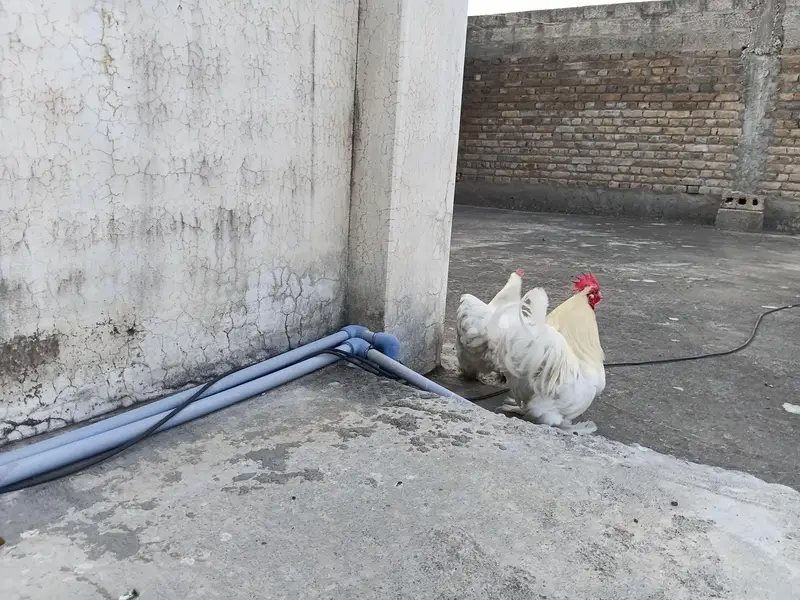 Bantam Cochin (White] — photo 2