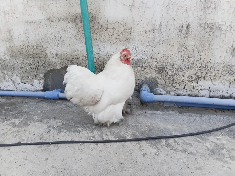 Bantam Cochin (White] — photo 3