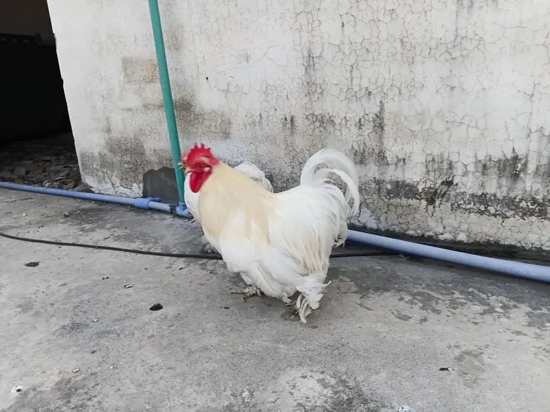 Bantam Cochin (White] — photo 4