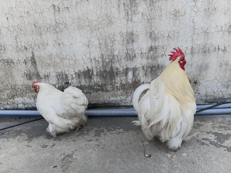 Bantam Cochin (White] — photo 5