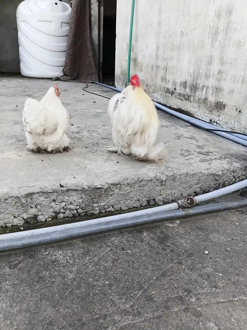 Bantam Cochin (White] — photo 6
