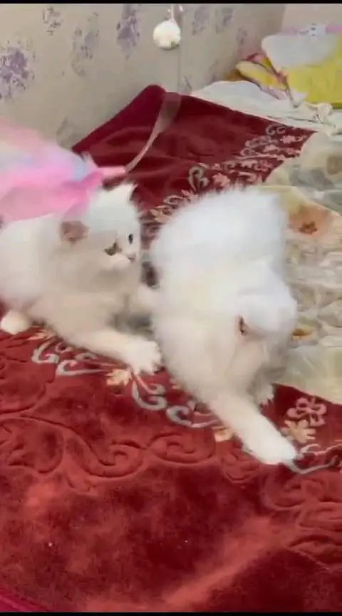 Persian kitten for urgent sale triple cod WhatsAp o/3/4/o/1/4/3/o/o/37 — photo 2