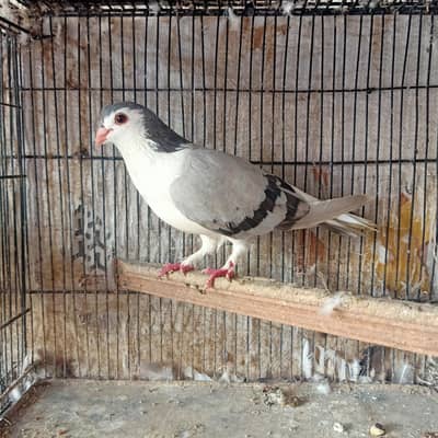 Sheraz Breder Female perfect cutting Top Quality For Sale