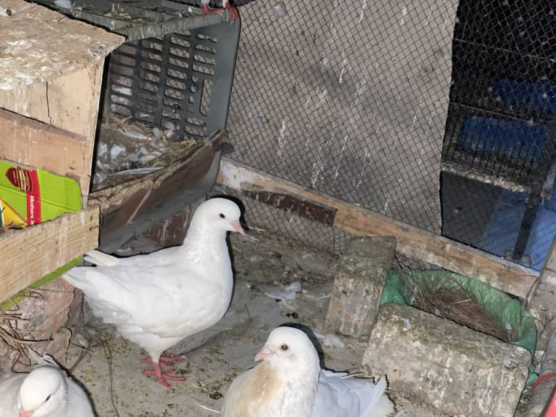 King Pigeons 0