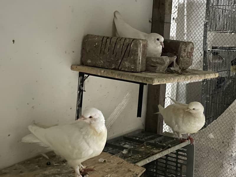 King Pigeons 1