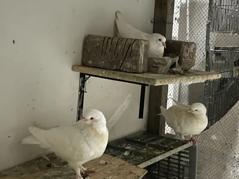 King Pigeons — photo 2