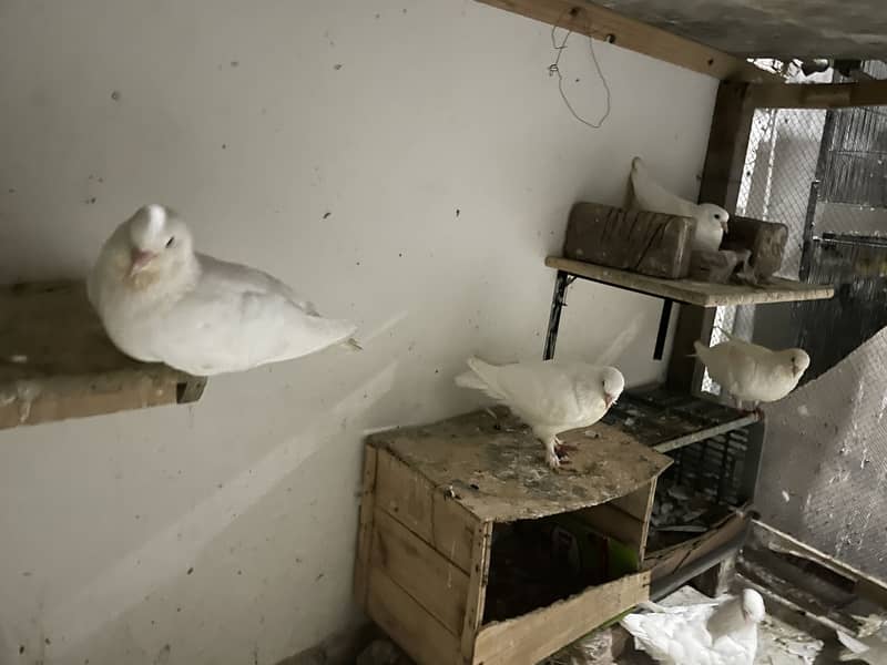 King Pigeons 2