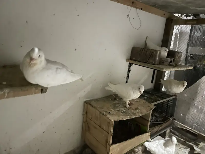 King Pigeons — photo 3