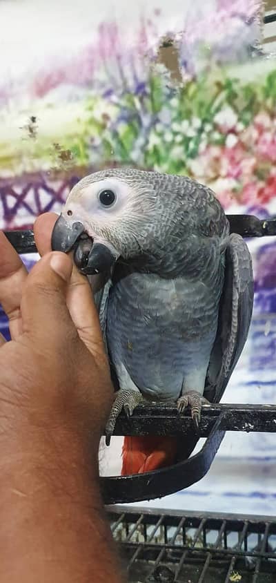 african gray parrot chichs