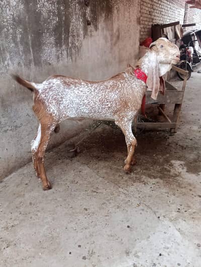 Pure Makhi Cheena Breeder Bakra for Sale