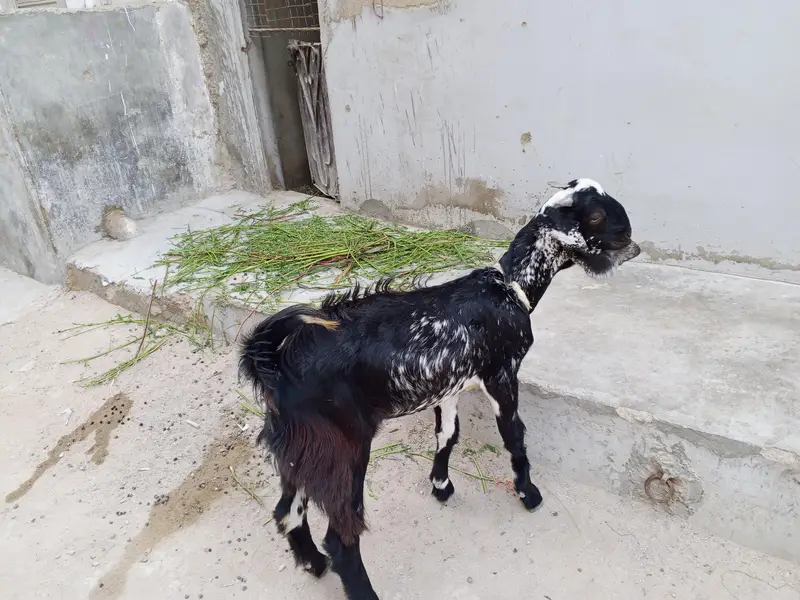 makha chini cross hy gher ki Pali hoi hy is ki mother bht aala thi — photo 2