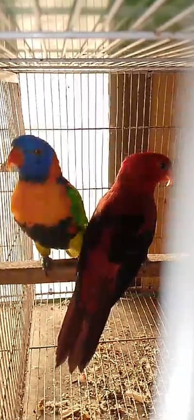 Green Ringneck & Lorry volit Neck
