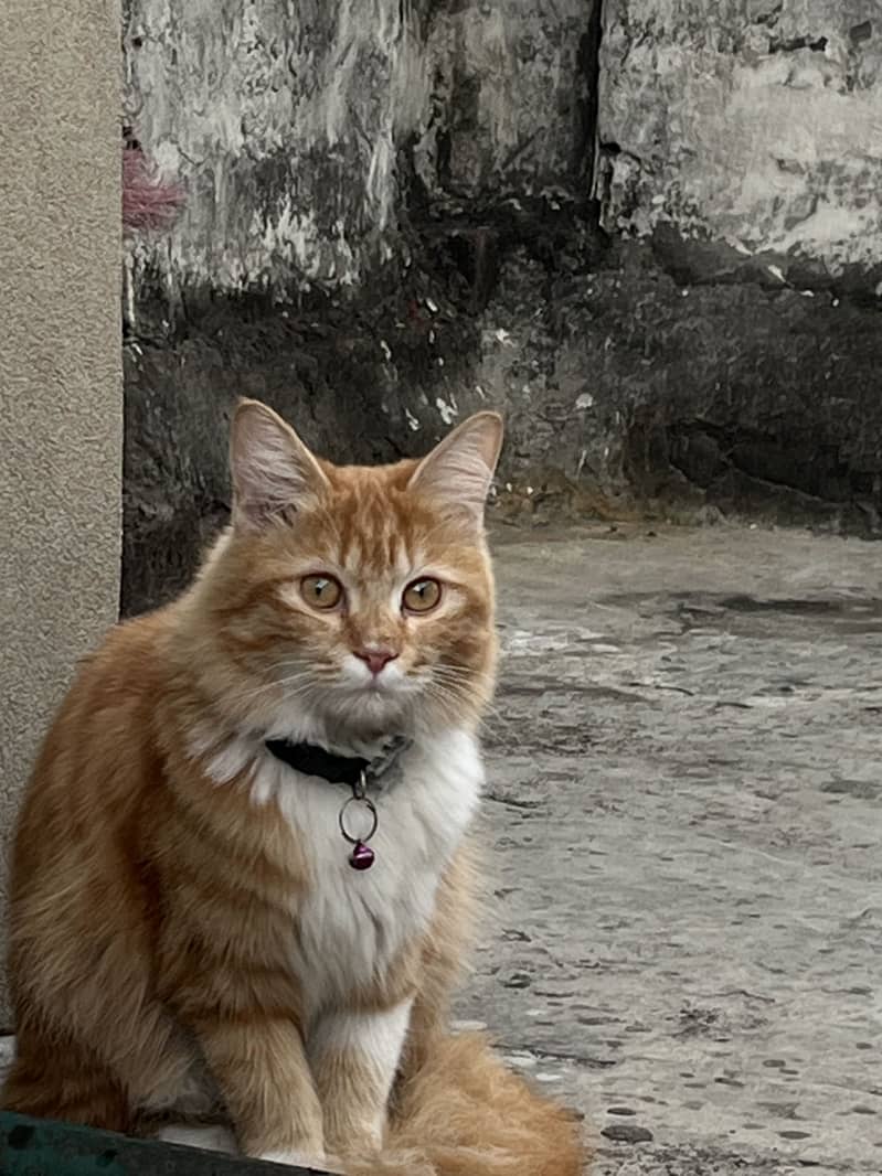 Persion cat 1