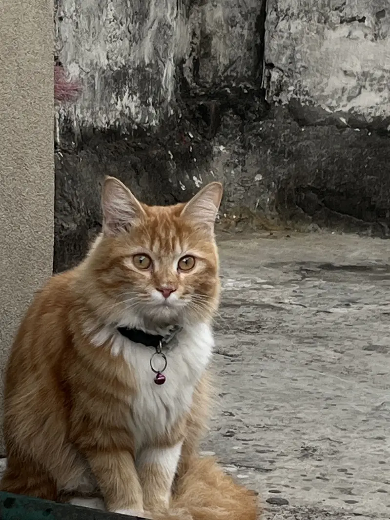 Persion cat — photo 2