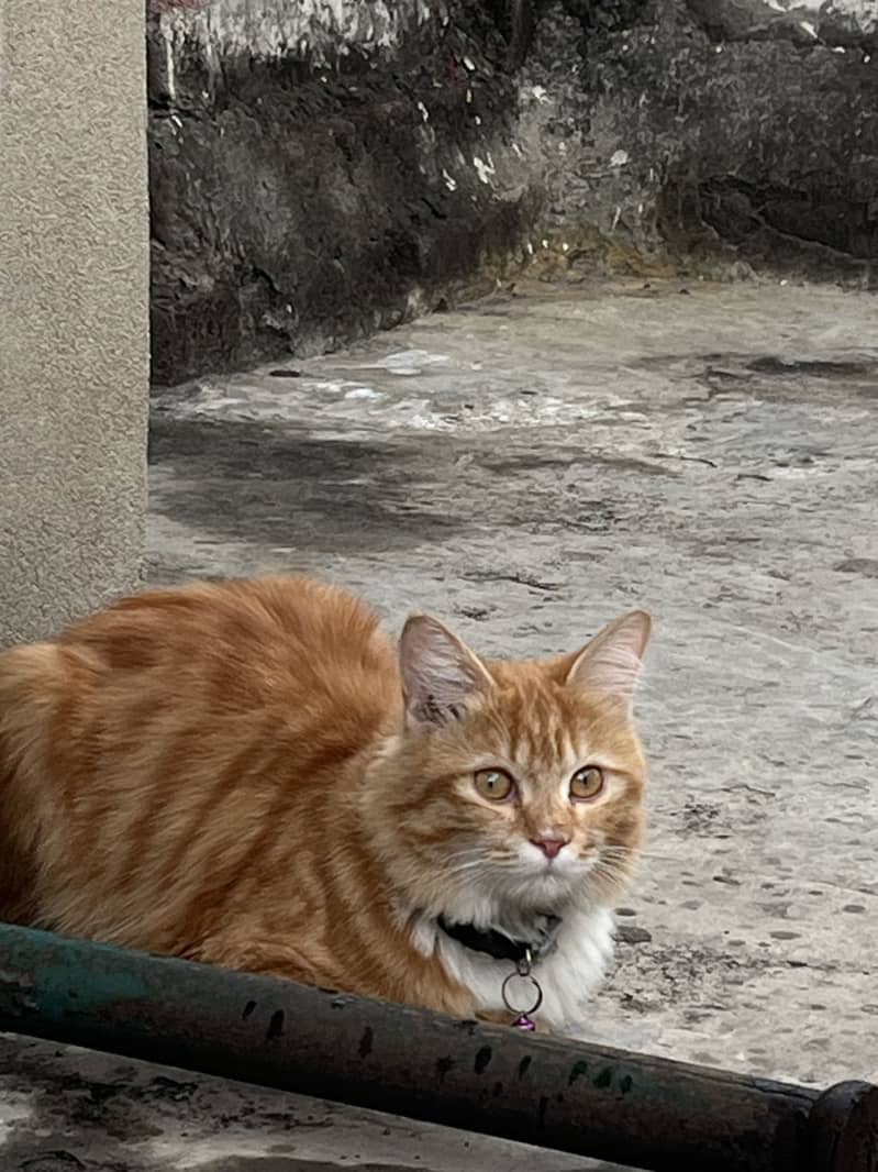Persion cat 2