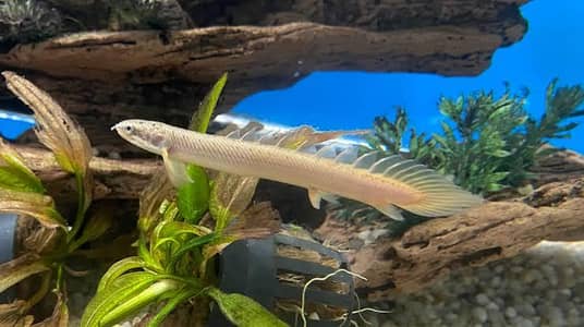 Bichir Albino and Senegal