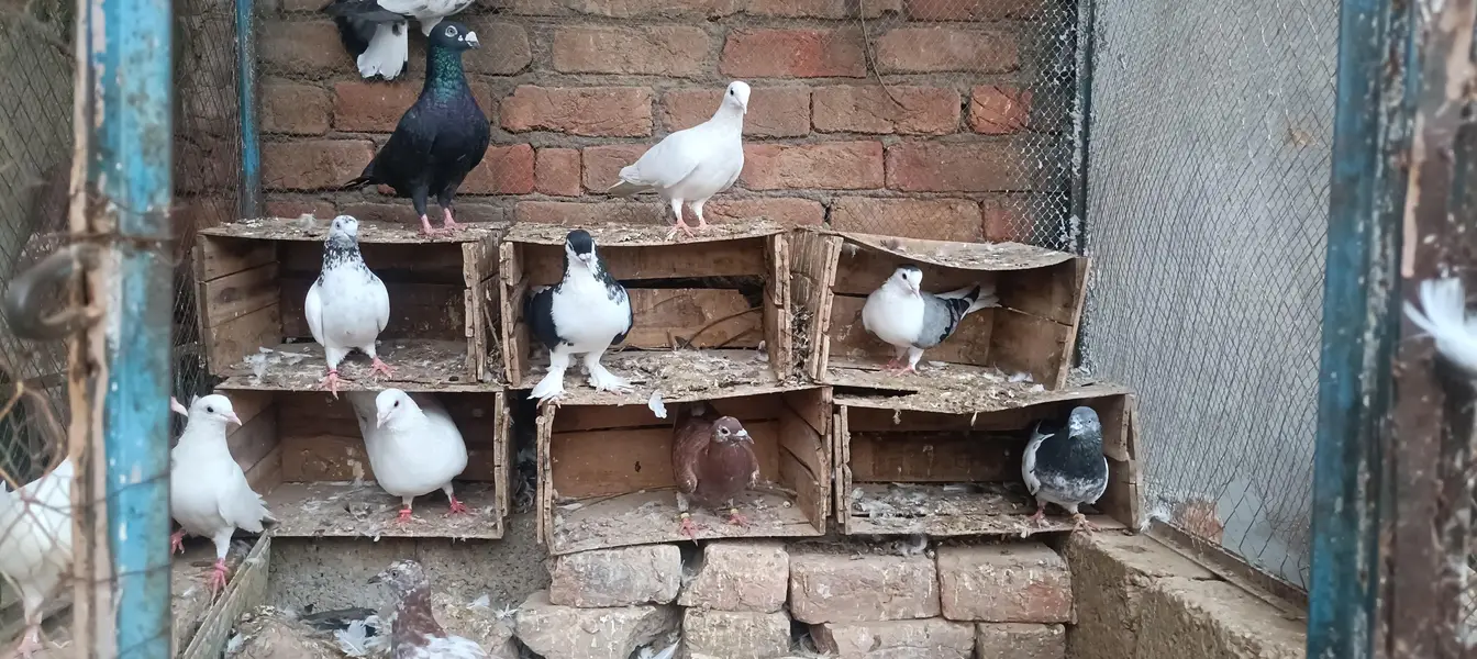 Pigeons For Sale — photo 2