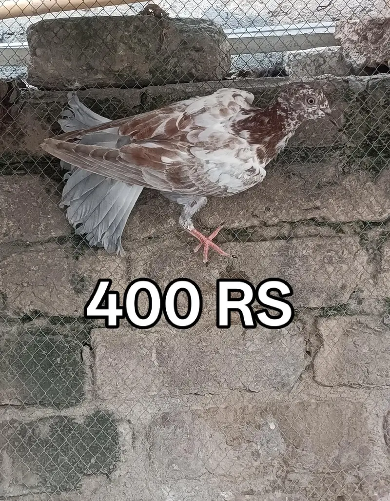 Pigeons For Sale — photo 3