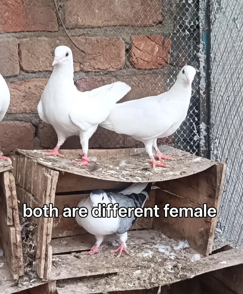 Pigeons For Sale — photo 4