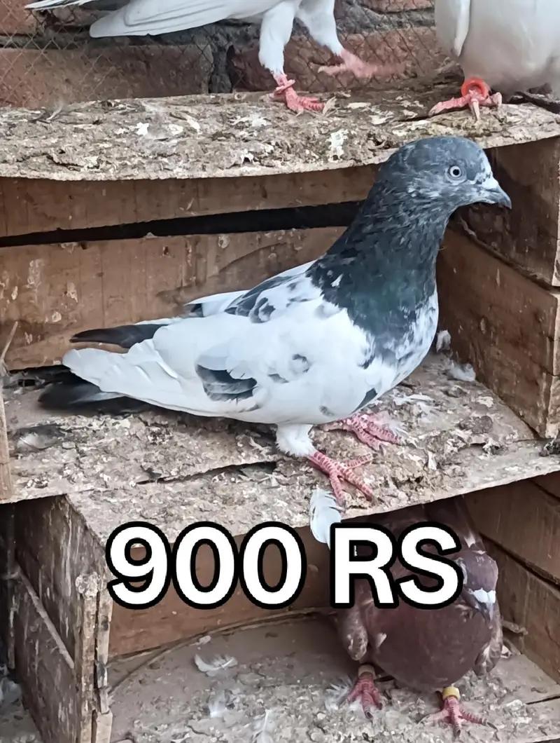 Pigeons For Sale — photo 5