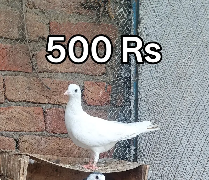 Pigeons For Sale — photo 6