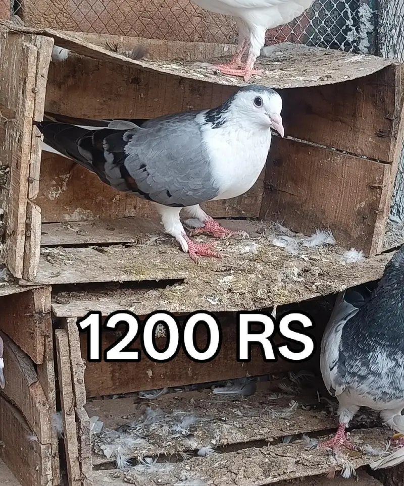 Pigeons For Sale — photo 7