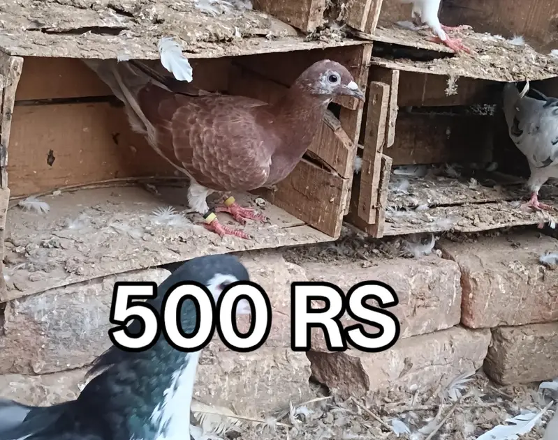 Pigeons For Sale — photo 8