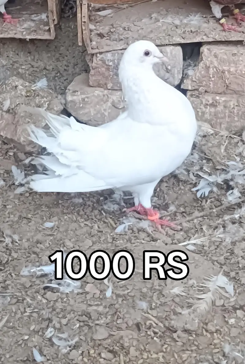 Pigeons For Sale — photo 9