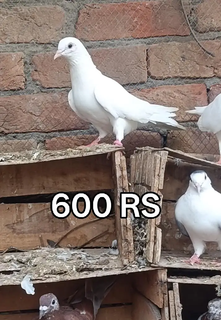Pigeons For Sale — photo 10