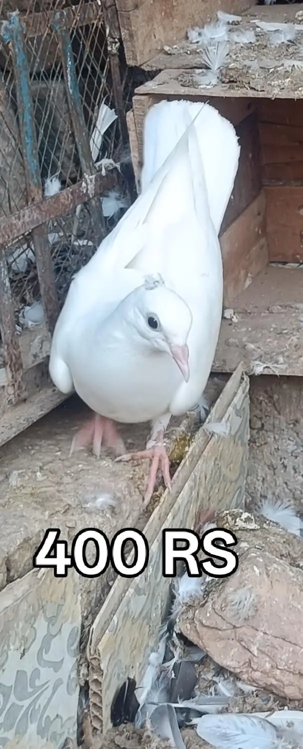 Pigeons For Sale — photo 11