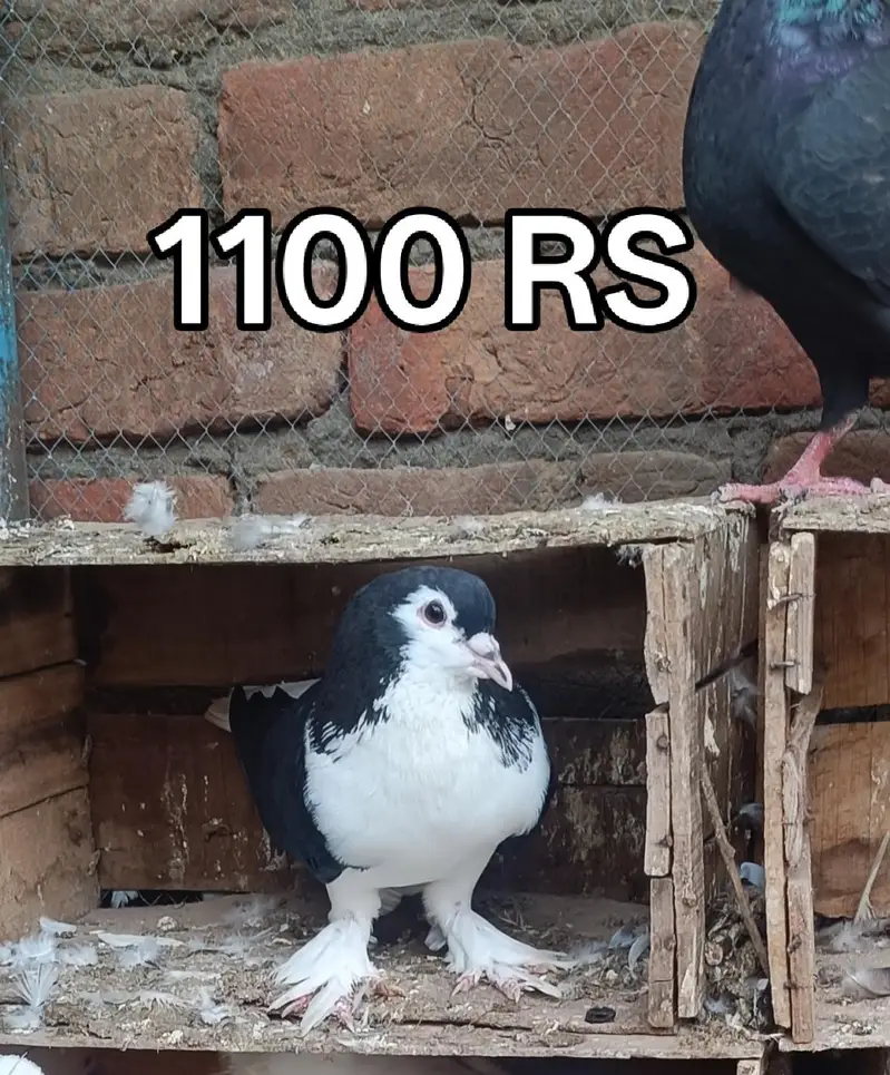 Pigeons For Sale — photo 12