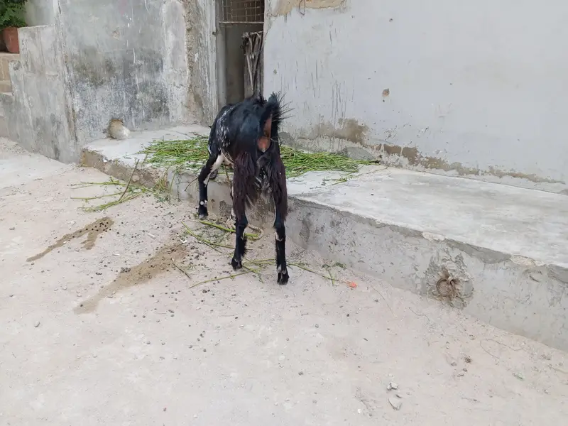 makha chini cross hy gher ki Pali hoi hy is ki mother bht aala thi — photo 3