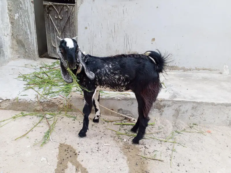 makha chini cross hy gher ki Pali hoi hy is ki mother bht aala thi — photo 4