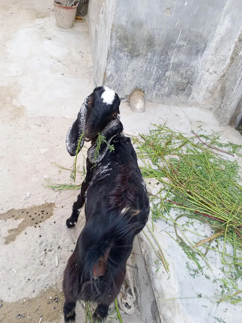 makha chini cross hy gher ki Pali hoi hy is ki mother bht aala thi — photo 5