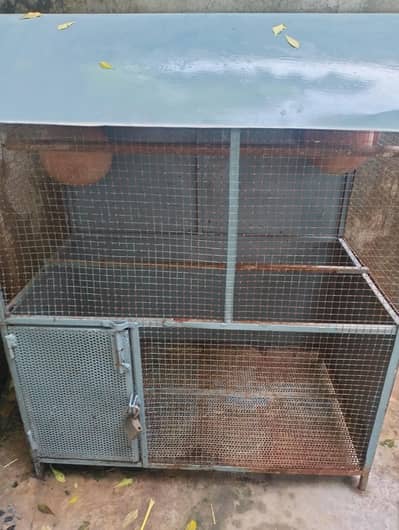 Birds cage