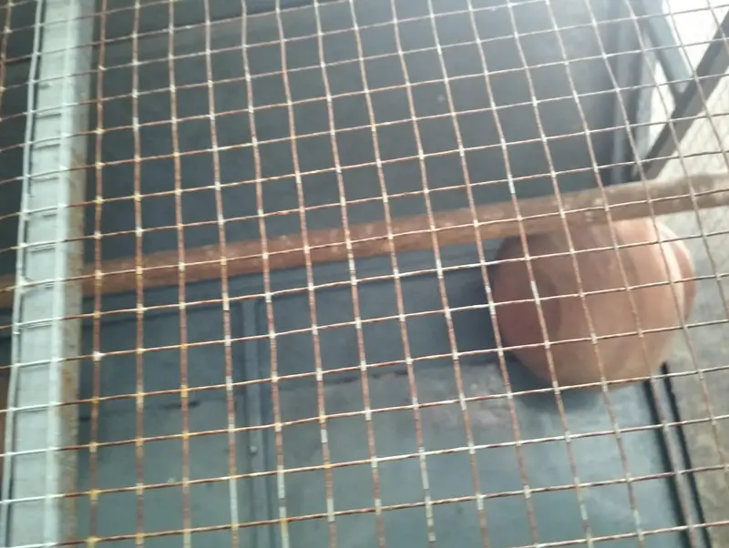 Birds cage — photo 6